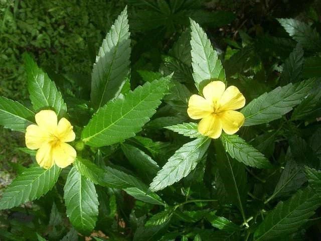 Damiana Powder